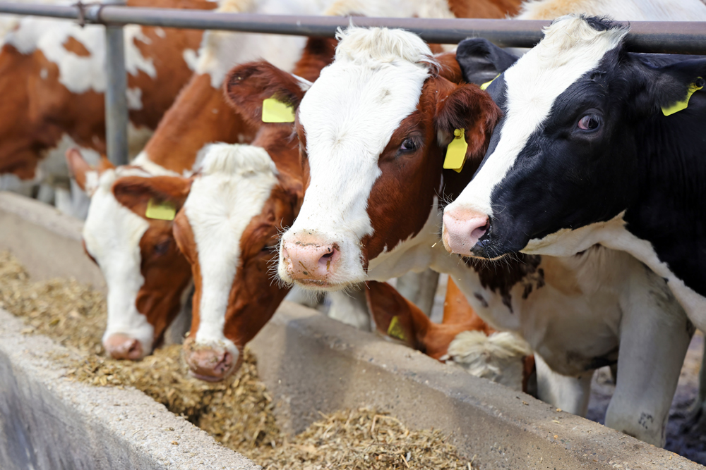 Survey: 70% of Consumers Say Animal Diet Highly Important