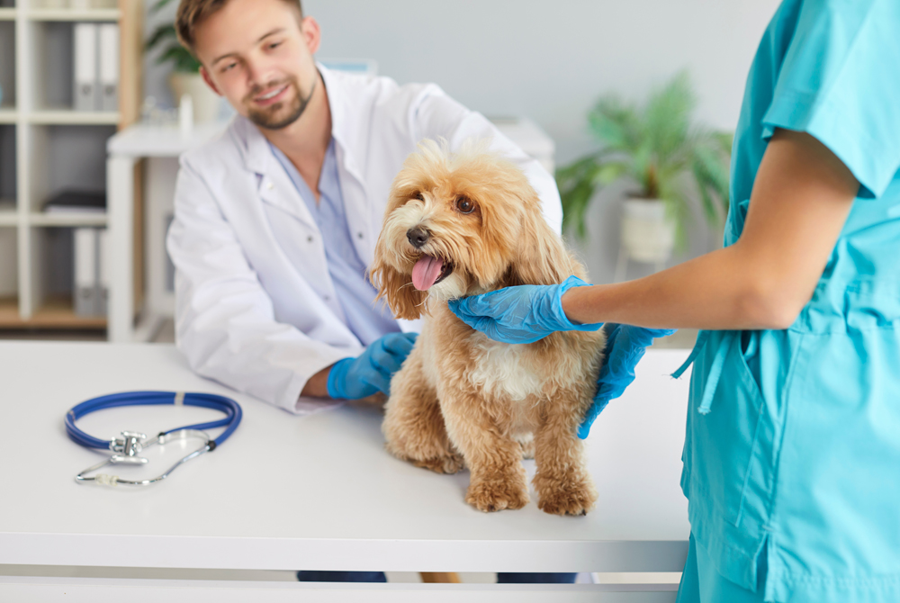 Empowering the Modern Veterinary Healthcare Team: Why It’s Time to Embrace the Veterinary Professional Assistant