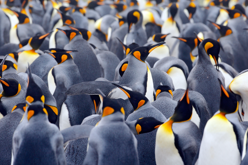 King,Penguin,Colony,,Many,Birds,Together,,In,Falkland,Islands.