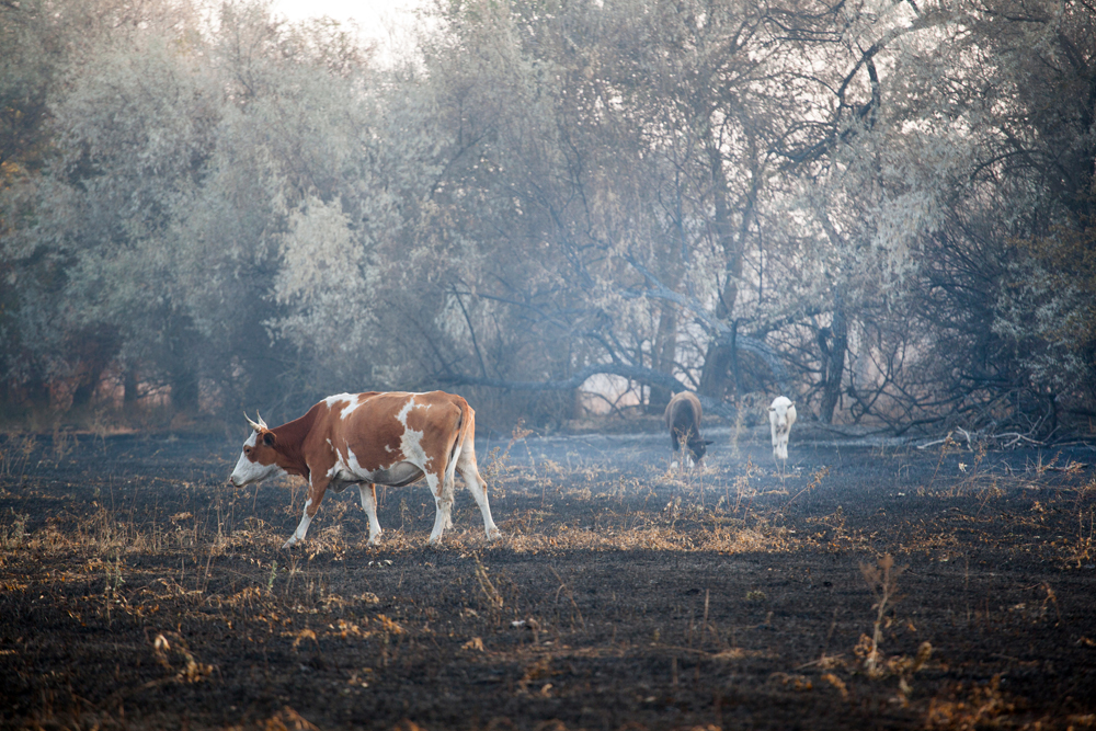Cow,Animal,Field,After,Fire