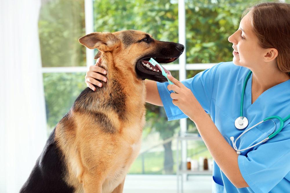 Tyler Animal Clinic Shines Light on Impact of Dental Health on Pets’ Life Span