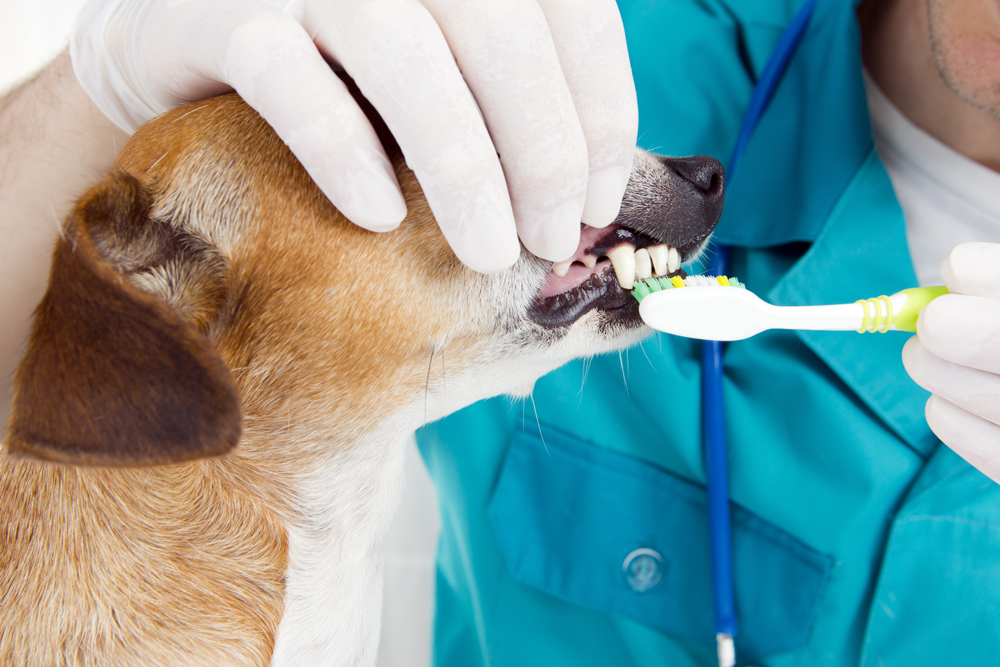Dog,At,A,Reception,At,A,Veterinary,Dentist.,Brushing,Teeth