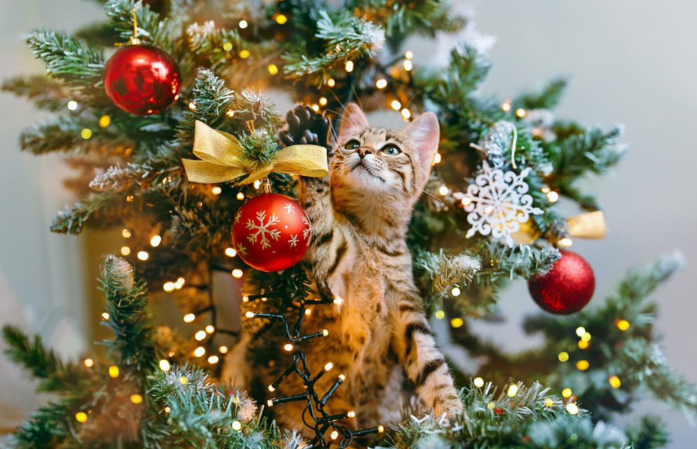The,Cat,Looks,Out,From,The,Branches,Of,A,Decorated