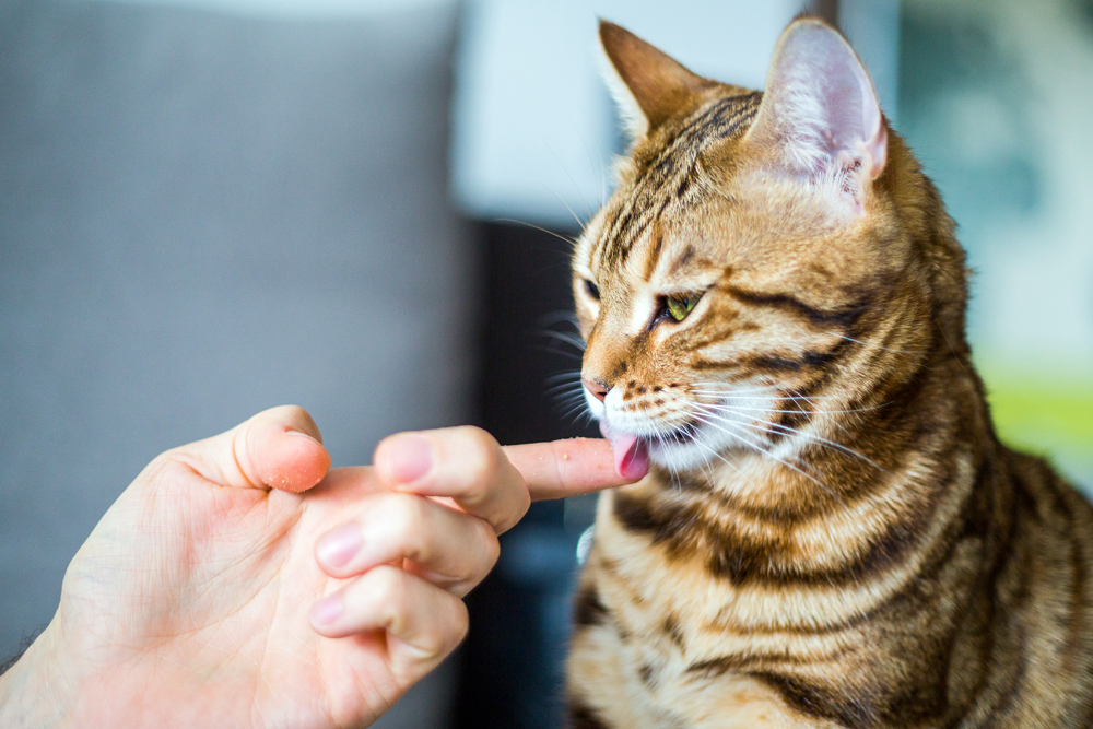 The (Very Very Weird) Reasons Cat Lick People