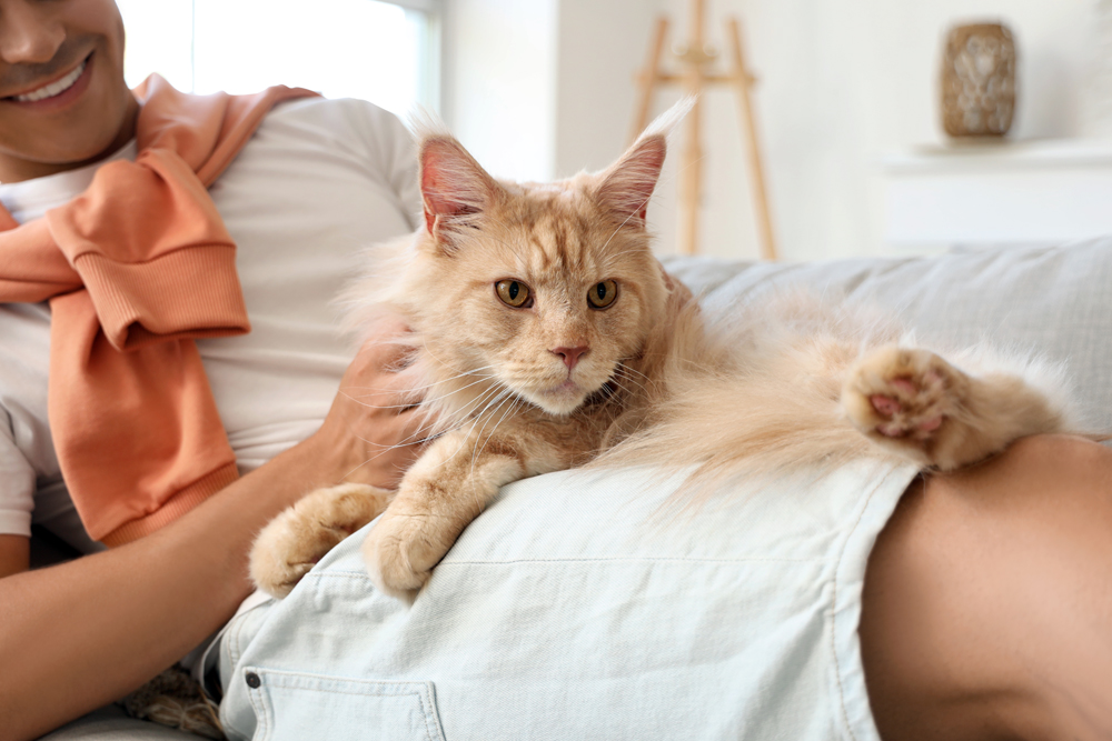 Handsome,Young,Happy,Man,With,Cute,Maine,Coon,Cat,Lying