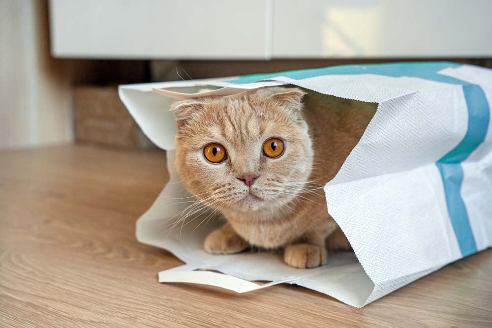 Cat Out of the Bag
