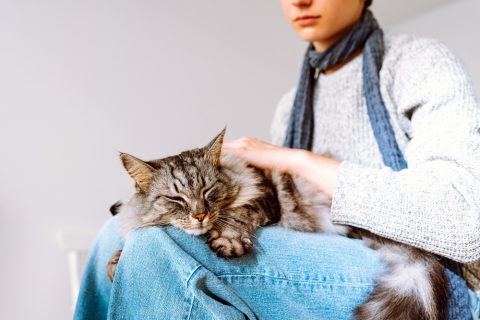 Snapshot of Leukemia In Cats With Anal Gland Problems And Kidney Disease Causing Anemia