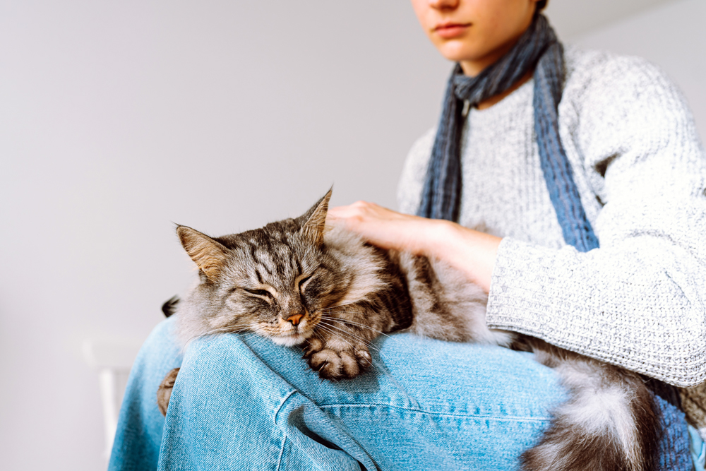 Managing Anemia in Cats with Chronic Kidney Disease