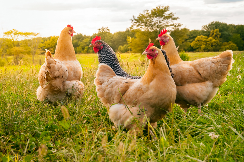 Humans Can Tell By Chickens’ Calls If They Are Happy or Frustrated, Research Finds