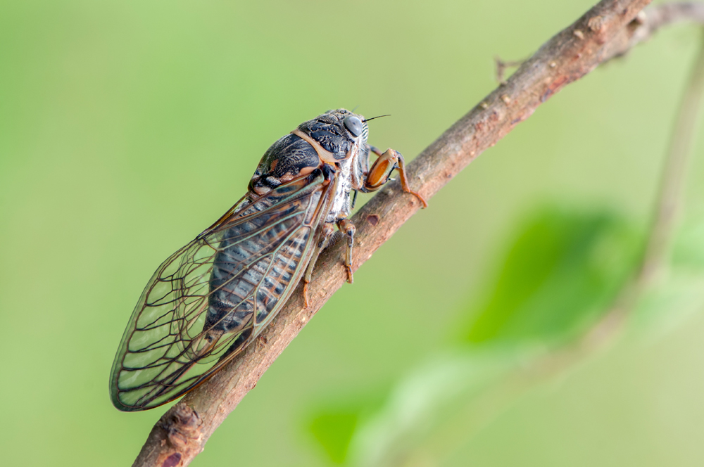 Insect,Cicada,Sits,On,Forest,Plant,On,A,Summer,Day