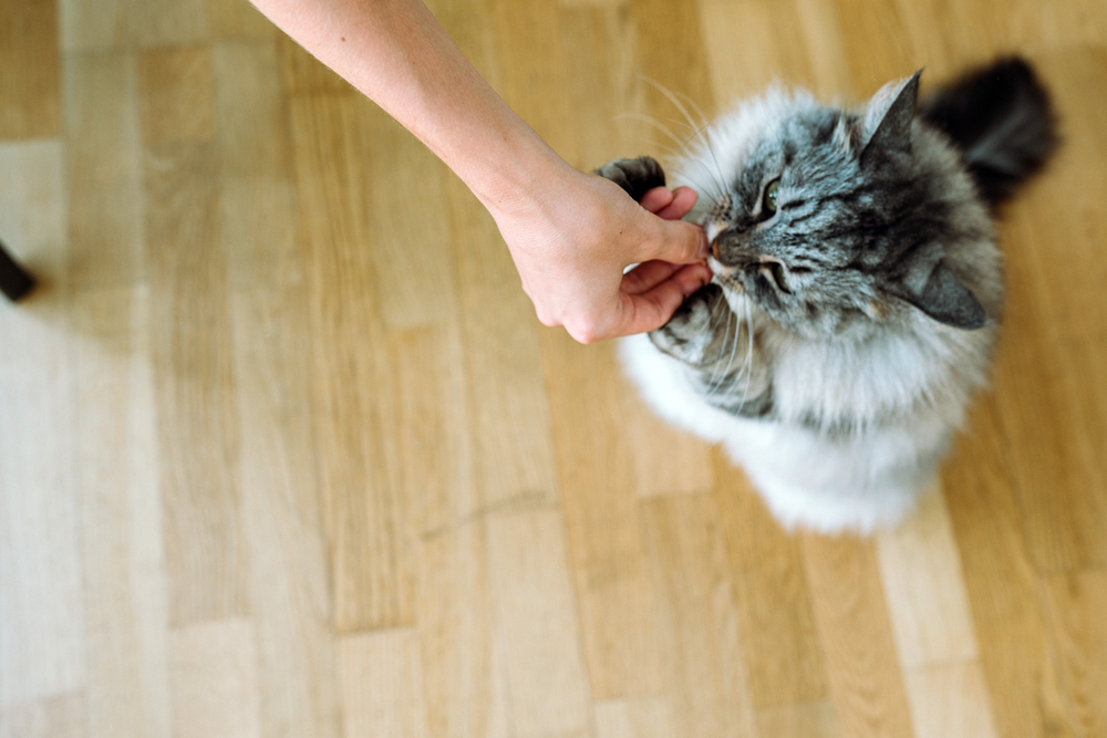 Study Finds Heavy Metals, Glyphosate, and Plastic-Related Chemicals in Nearly All Cat Foods Tested, But Health Risks Remain Unclear