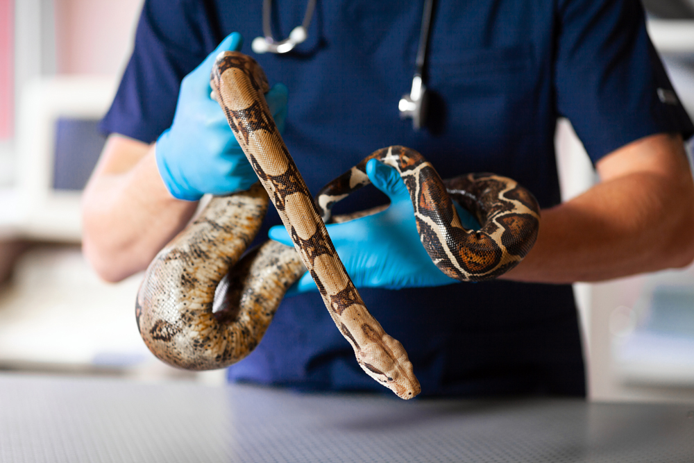 Veterinarian,In,Clinic,Examines,Snake.,Care,And,Care,For,Reptiles.