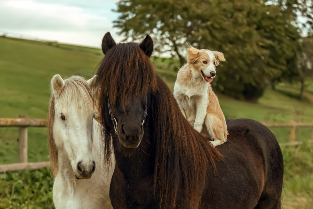 Same Industry, Different Business: The Commercial Realities of Companion Animal and Equine Health