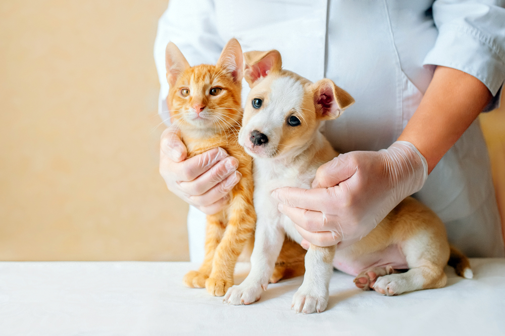 Animal Health News: The Latest Companion Animal Health News