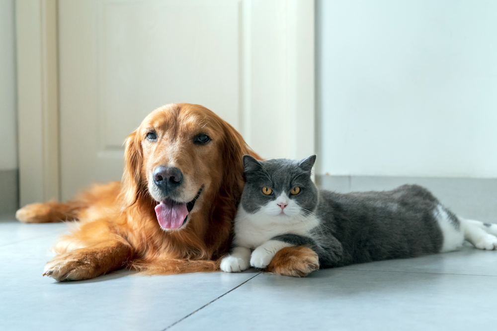 Companion Animal News: Animal Health News and Views