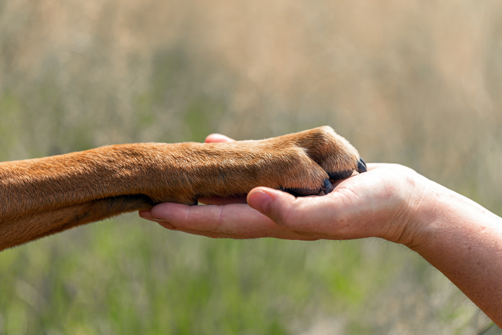 The Human Connection Problem and a Four-Legged Solution