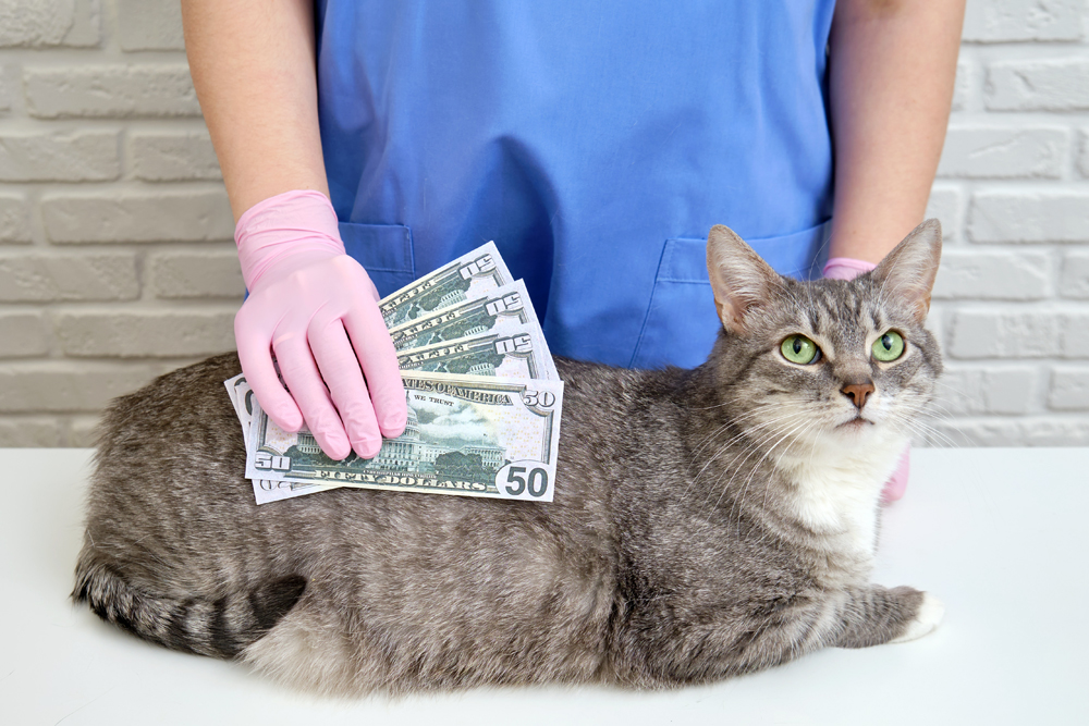 A,Veterinarian,With,Dollar,Money,In,His,Hand,And,Pet