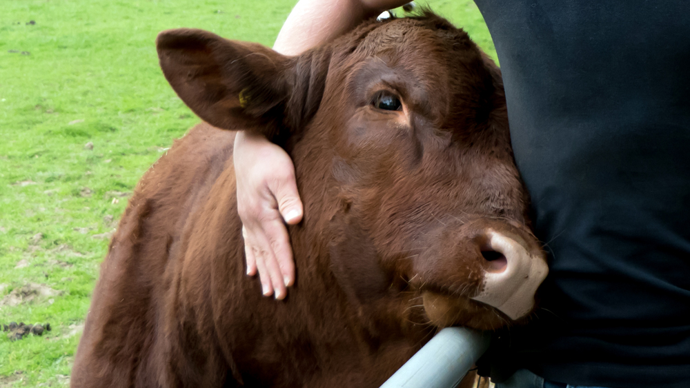 Anyone for Cow Cuddling? Meet the New Breed of ‘Therapy Animals’