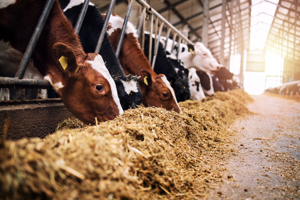 Group,Of,Cows,At,Cowshed,Eating,Hay,Or,Fodder,On