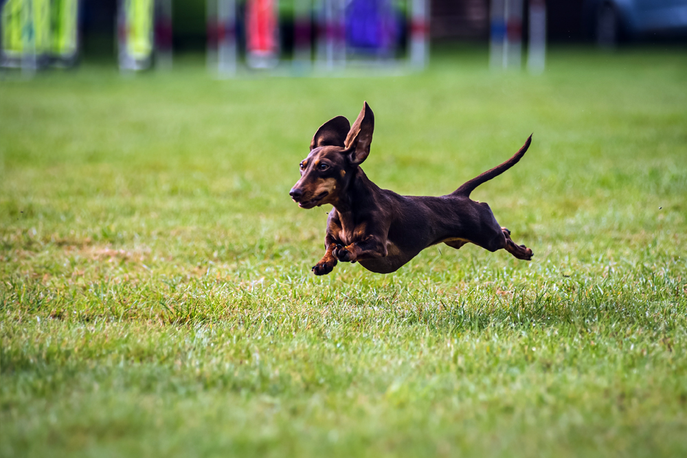 Research Finds Dachshunds Suffer More Herniated Discs