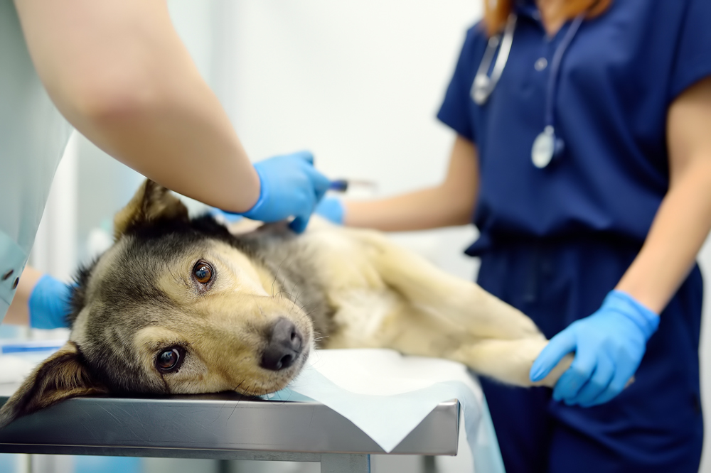 A Cautionary Parallel: Are We Seeing a Resurgence of Vaccine-Preventable Diseases in Veterinary Medicine?