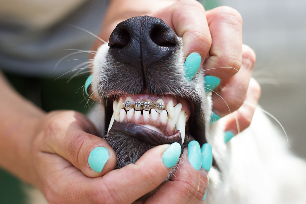 Can Dogs Get Braces? Needs and When To Get Them
