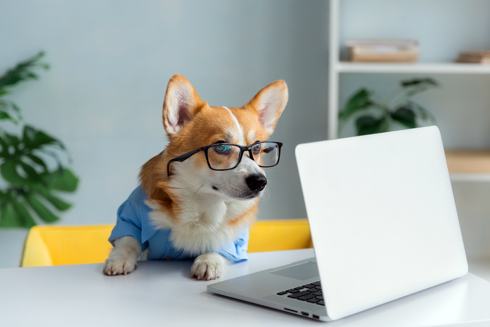 Cute,Corgi,Dog,Looking,Into,Computer,Laptop,Working,In,Glasses