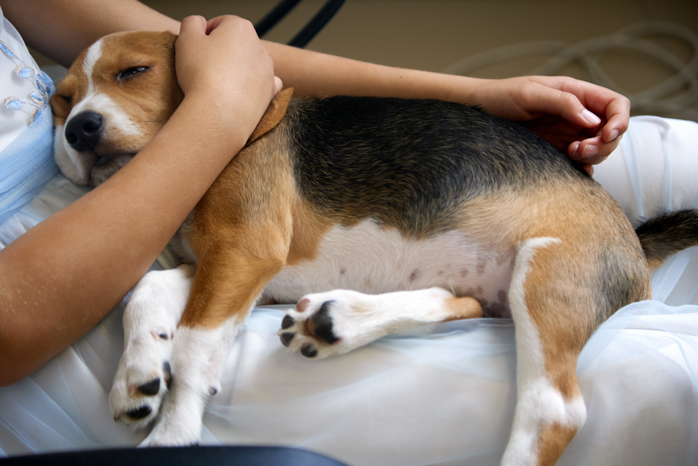 How to Know if Your Dog Has the Mysterious Canine Illness—and When to Worry