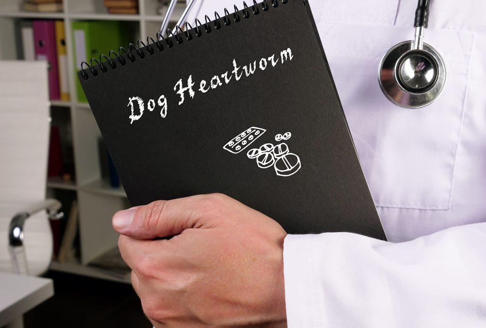Health,Care,Concept,About,Dog,Heartworm,With,Sign,On,The