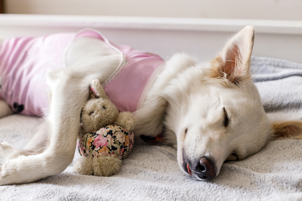 Spaying May Increase Canine Hemangiosarcoma Risk