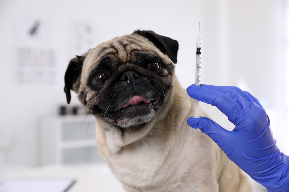 Professional,Holding,Syringe,With,Vaccine,Near,Cute,Pug,Dog,In