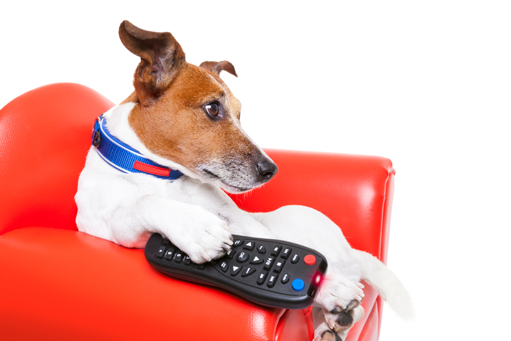 Dog,Watching,Tv,Or,A,Movie,Sitting,On,A,Red