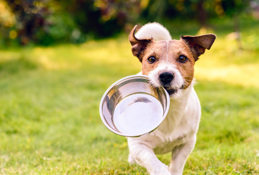 Finnish Dog Food Maker Lets Dogs Sample Before Buying