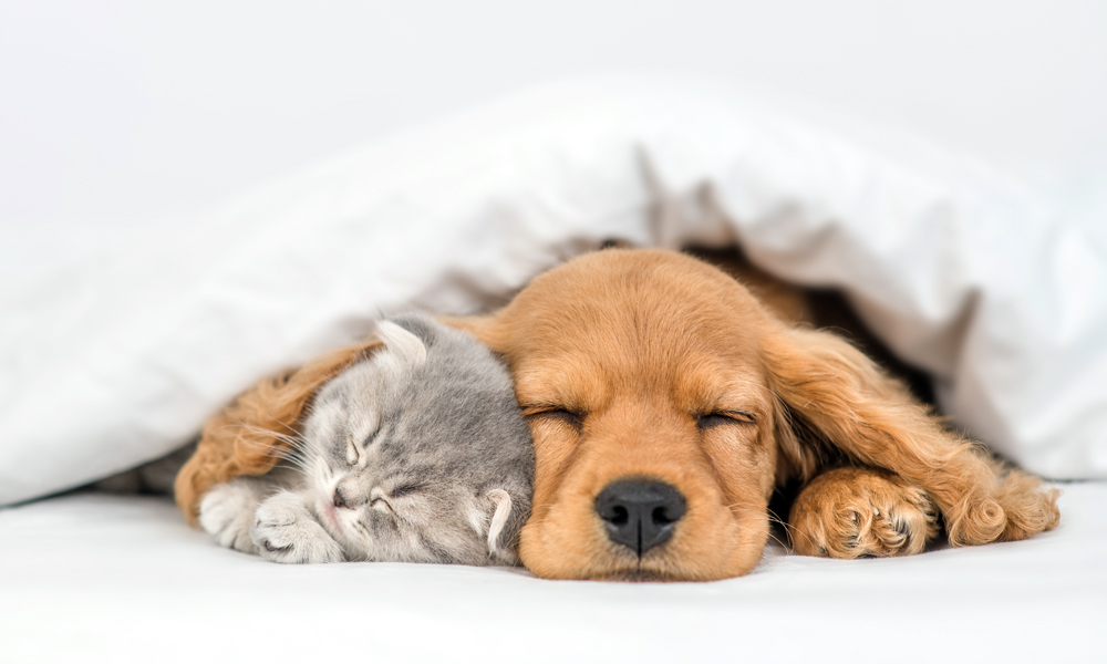 Young,English,Cocker,Spaniel,Puppy,Hugs,Kitten.,Pets,Sleep,Together