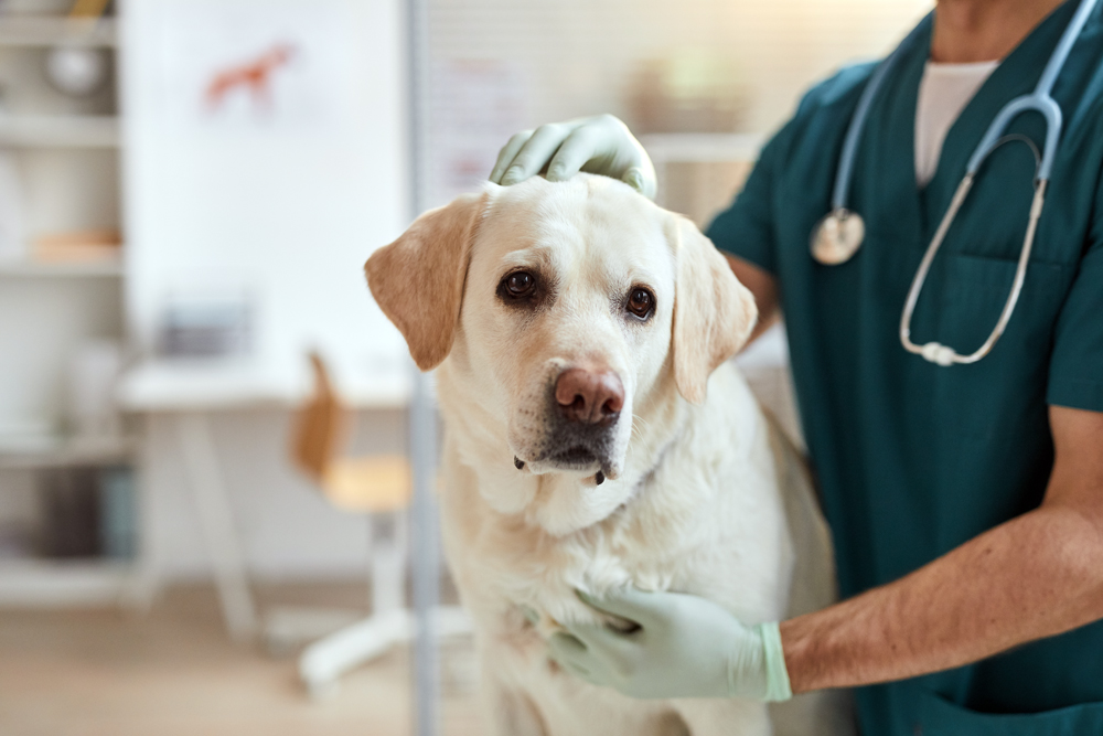 Cropped,Portrait,Of,Male,Veterinarian,Stroking,White,Labrador,Dog,At