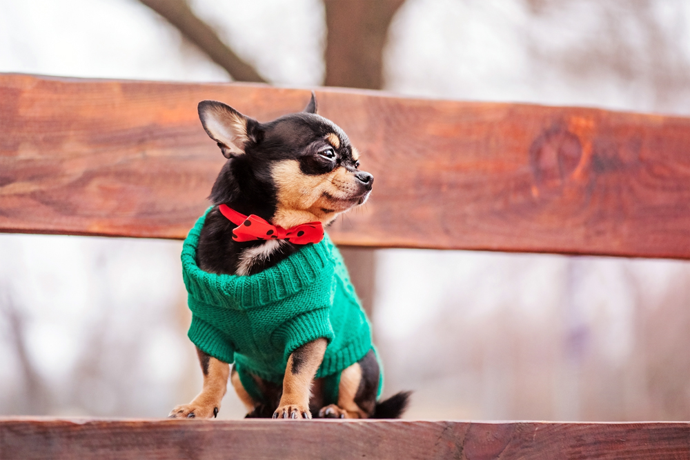 Chihuahua,In,A,Green,Sweater.,A,Pet,,An,Animal.,The