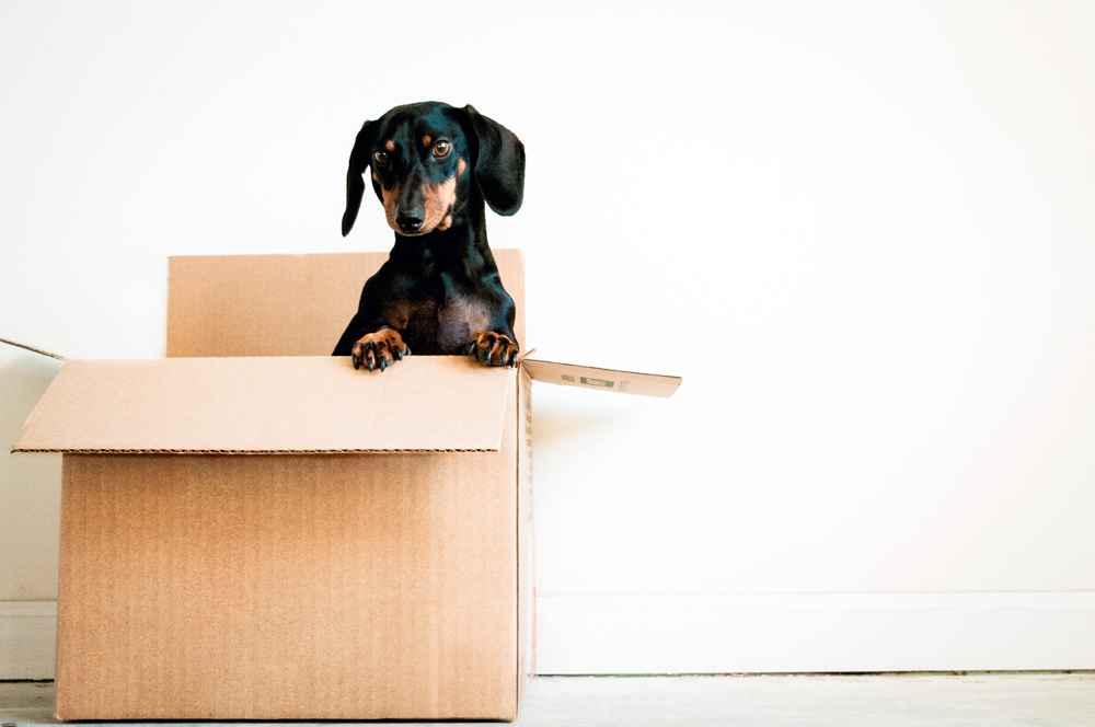 Dog,In,A,Box,On,White,Background