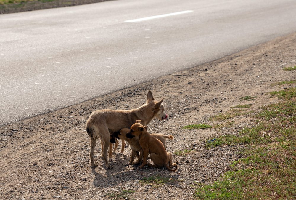 Sylacauga Considers Solution to Feral Dog Problem Along Hwy. 280