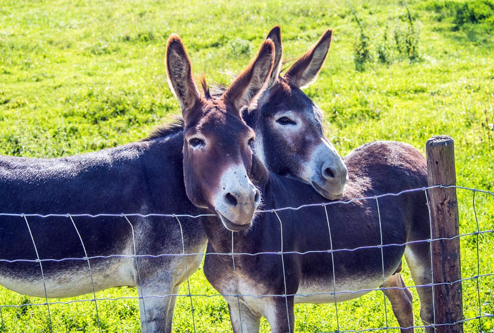 Patients Find Help with Therapy Donkeys at Psychiatric Hospital Near Paris