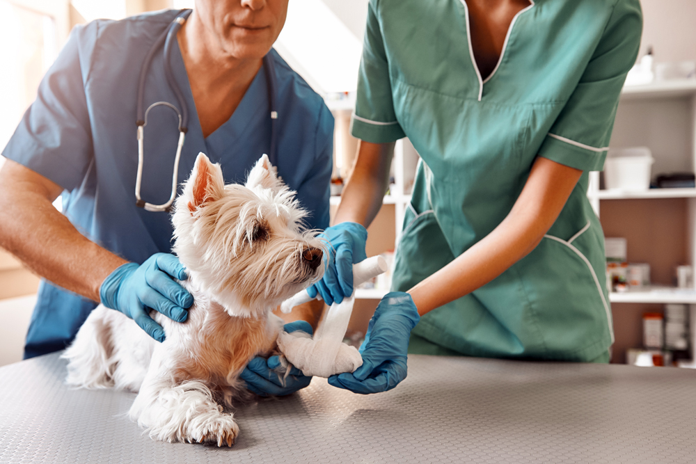 Thrive to Close Veterinary ER Hospital Amid Union Talks