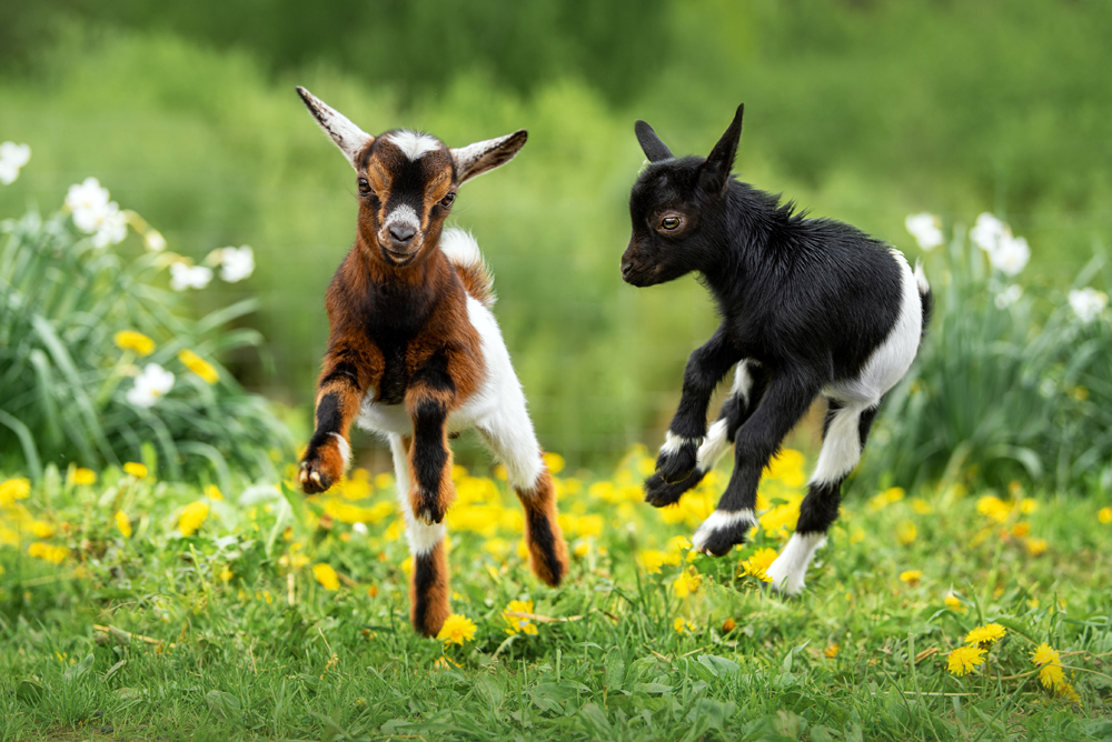 Two,Little,Funny,Baby,Goats,Playing,In,The,Field,With