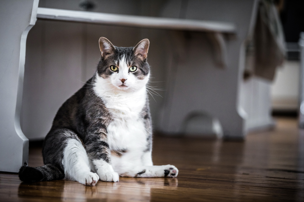 What Happens When Cats Get Fat? Scientists Weigh In