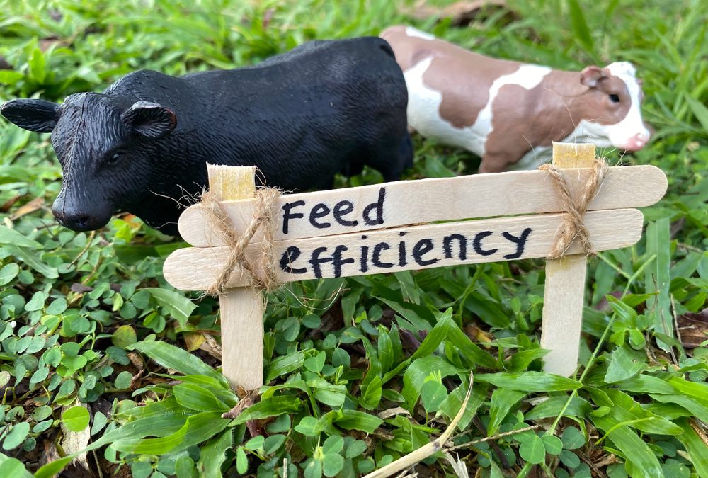 Maximize,Feed,Efficiency:,A,Powerful,Photo,Showcasing,The,Importance,Of