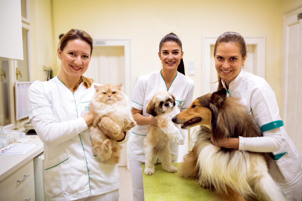 Investing in Future Generations of Veterinary Professionals