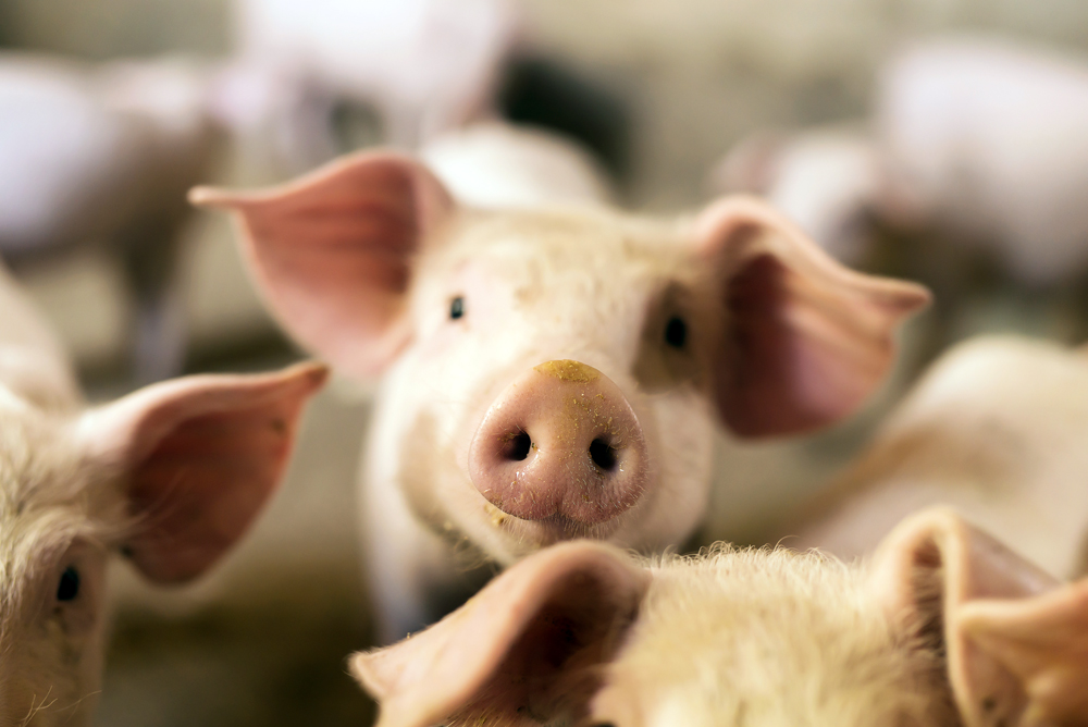 Gene-Edited Pork Could Be Coming Soon to Your Dinner Plate