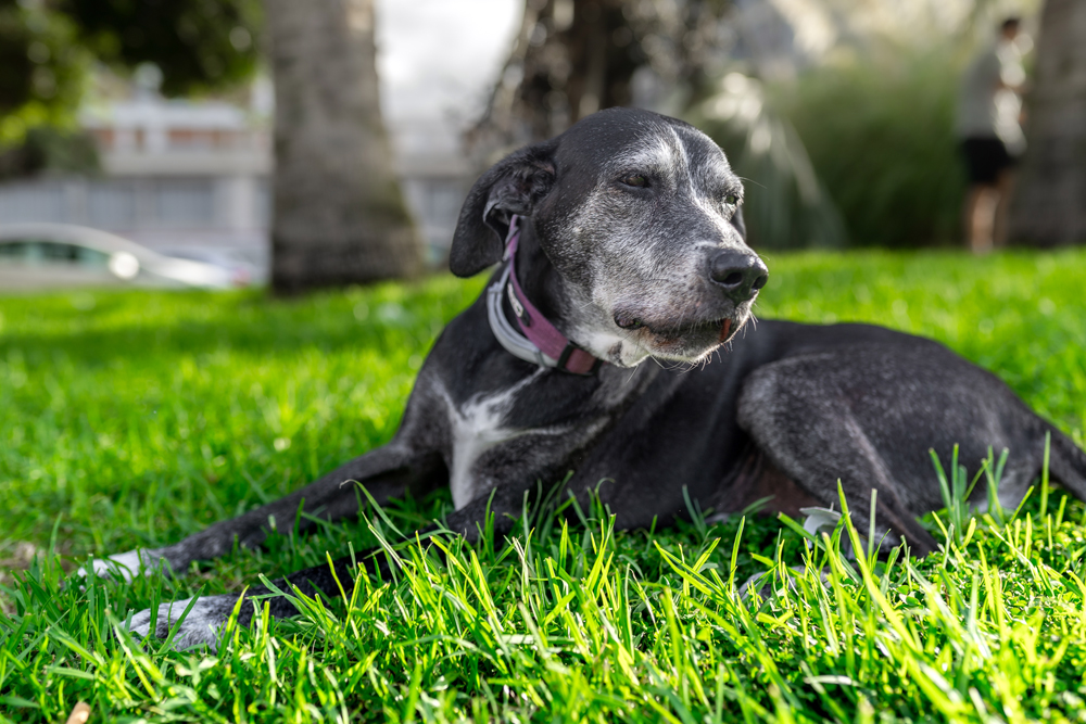 Geriatric Pet Health News: Animal Health News and Views