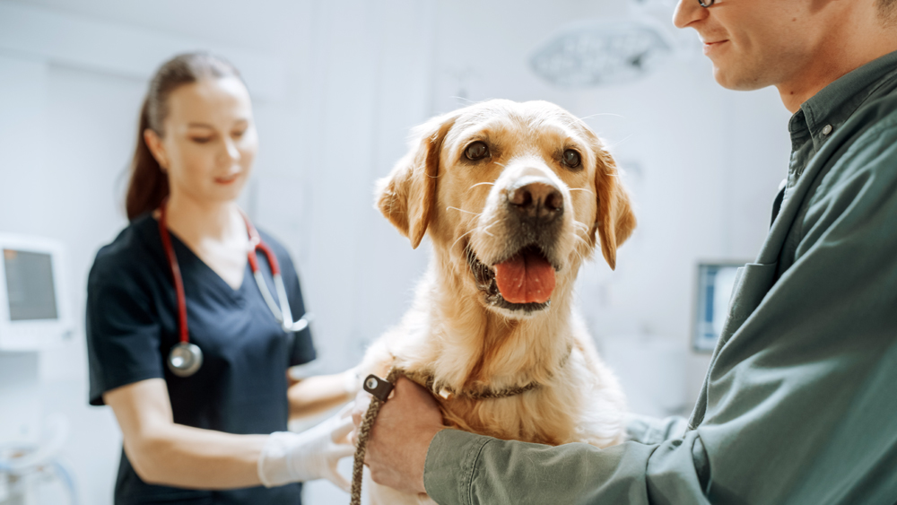 Survey: Pet Owners Prefer Seeing Their Veterinarian in Person