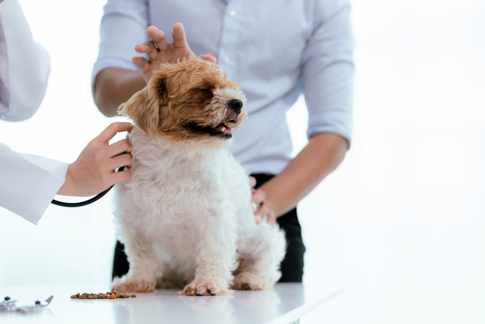 Health News for Pets