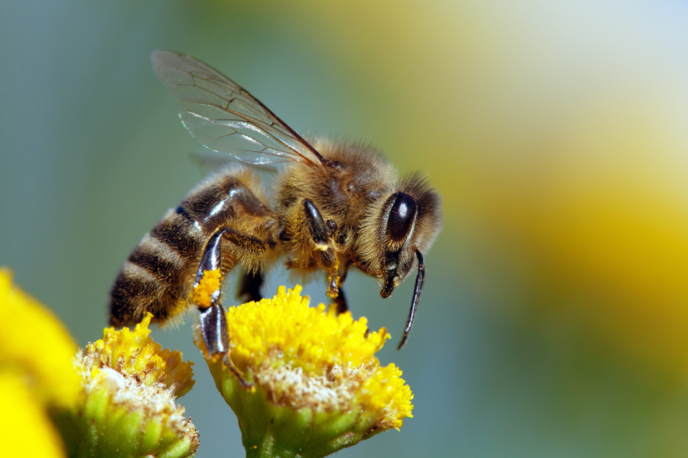 Researchers Use an Edible Blue-Green Algae to Protect Honey Bees Against Viruses
