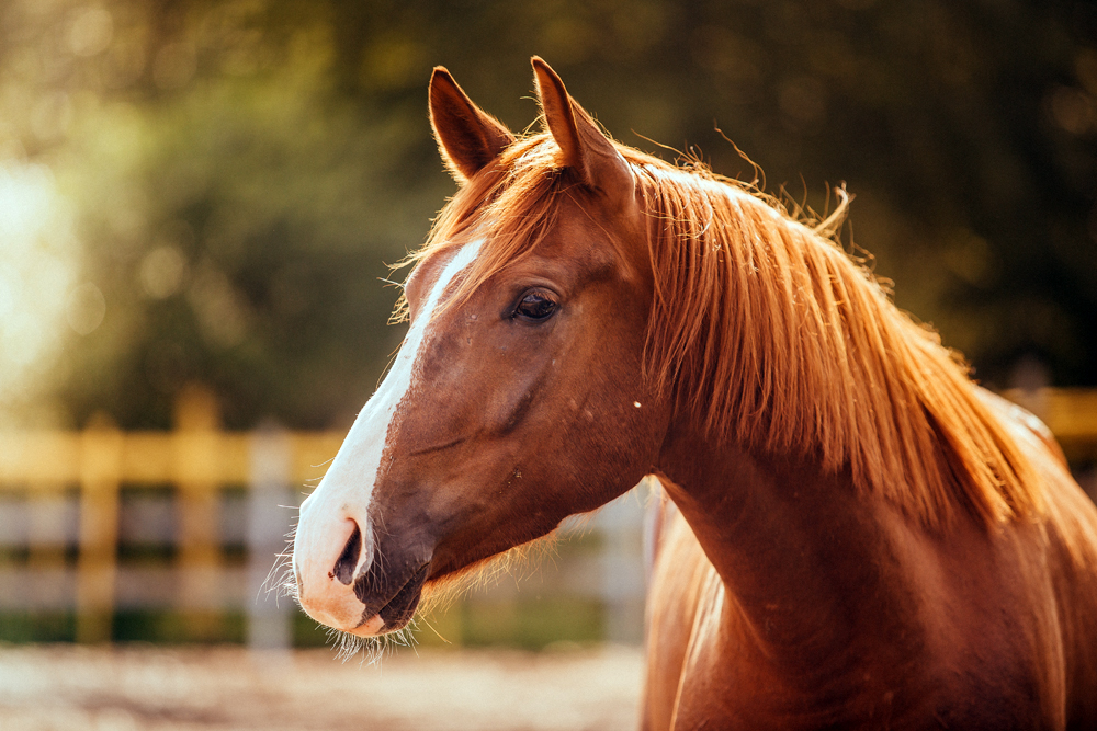Tennessee Horse Tests Positive for Rabies